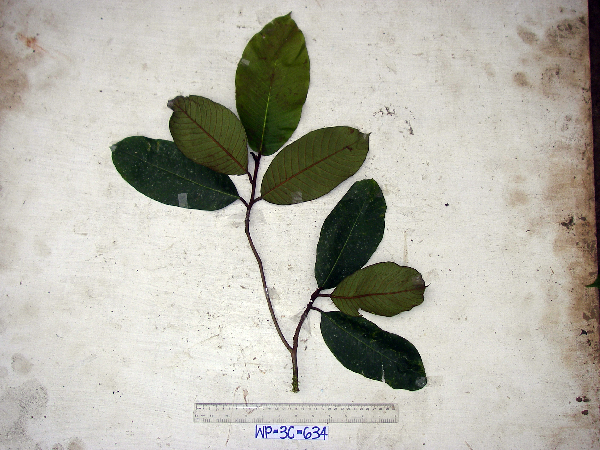 Palaquium warburgianum image