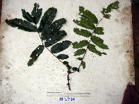 Pometia pinnata image