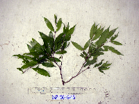 Syzygium longipes image