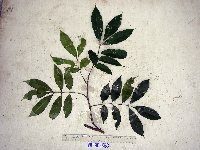 Goniocheton arborescens image