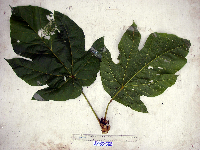 Sterculia ampla image