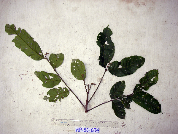 Meliaceae image