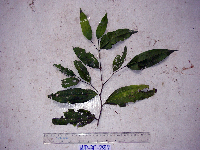 Celtis latifolia image