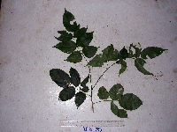 Archidendron glabrum image