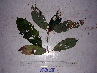 Dennstaedtia moluccana image