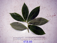 Image of Tapeinochilos pubescens