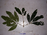 Teijsmanniodendron bogoriense image