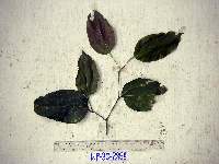 Celtis latifolia image