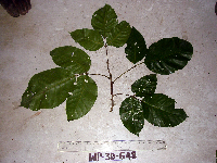 Allophylus cobbe image