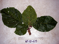 Sterculia ampla image