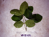 Chisocheton lasiocarpus image