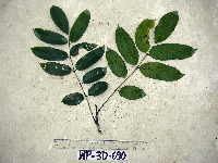 Canarium oleosum image