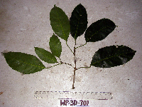 Pimelodendron amboinicum image