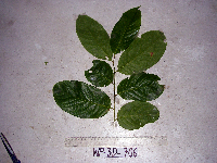 Bridelia macrocarpa image