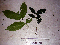 Pimelodendron amboinicum image