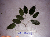 Celtis latifolia image