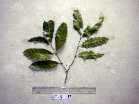 Gnetum gnemon image