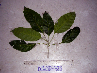 Pimelodendron amboinicum image