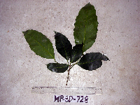 Pimelodendron amboinicum image