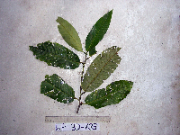 Myristica fatua image