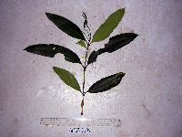 Syzygium furfuraceum image