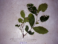 Chisocheton lasiocarpus image