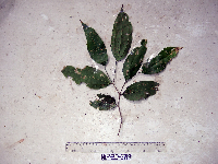 Celtis latifolia image