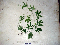 Causonis japonica image
