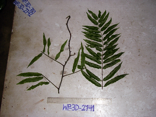 Lomariopsis kingii image