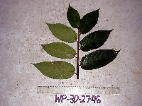 Ficus odoardi image