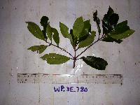 Neonauclea obversifolia image