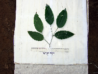 Celtis latifolia image