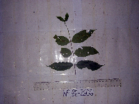 Cyclophyllum longiflorum image