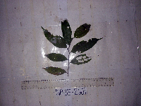 Celtis latifolia image