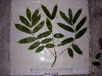 Canarium vitiense image