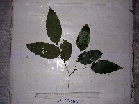 Celtis latifolia image