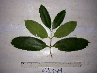 Syzygium furfuraceum image