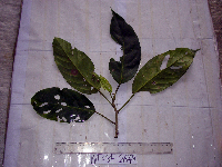 Dendrocnide ternatensis image