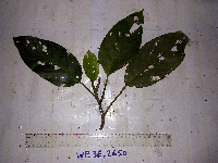 Dendrocnide ternatensis image