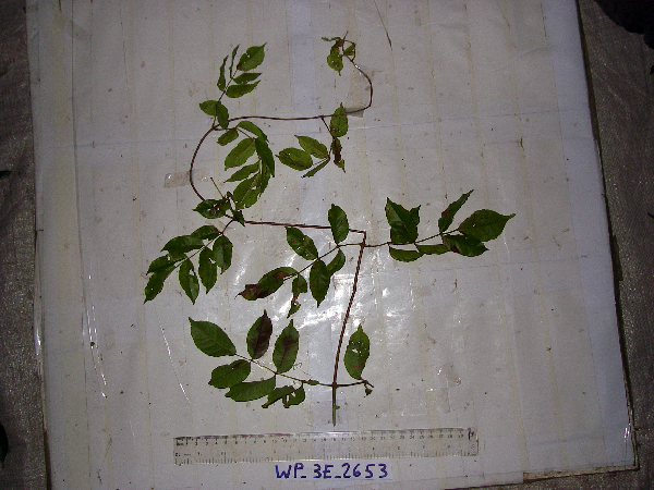 Tecomanthe dendrophila image