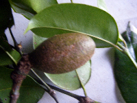 Gnetum gnemonoides image