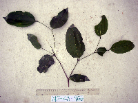 Celtis latifolia image