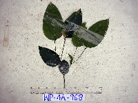 Celtis latifolia image