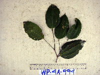 Celtis latifolia image