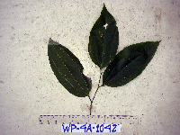 Celtis latifolia image