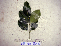 Syzygium furfuraceum image