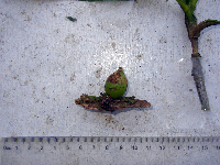 Ixora novoguineensis image