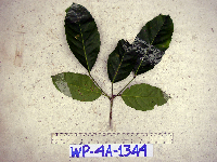 Pimelodendron amboinicum image