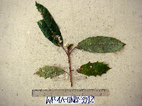 Dennstaedtia moluccana image