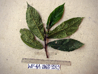 Ficus hahliana image